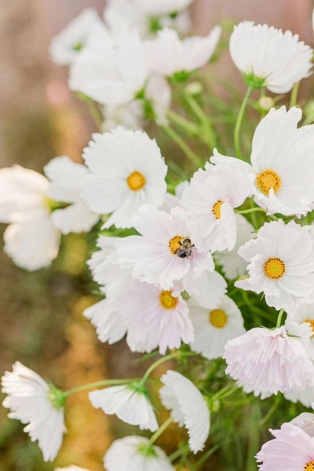 Coming Soon: Petals & Pours: A Sunset Book Talk with Lavinia Spalding & Guests