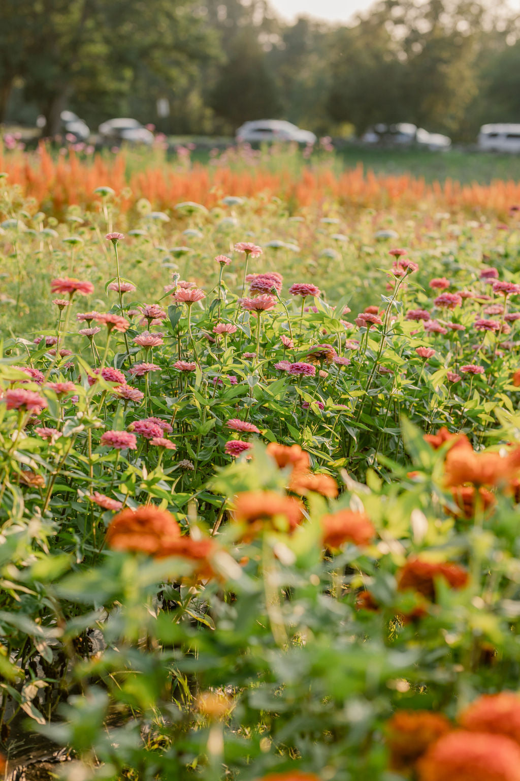 Coming Soon: Petals & Pours: A Sunset Book Talk with Lavinia Spalding & Guests