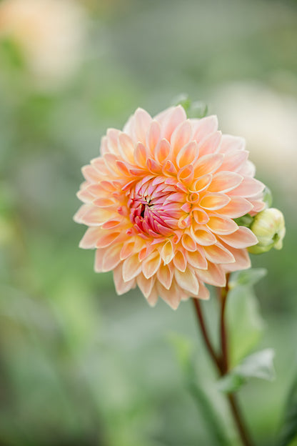 Cut Your Own Dahlias