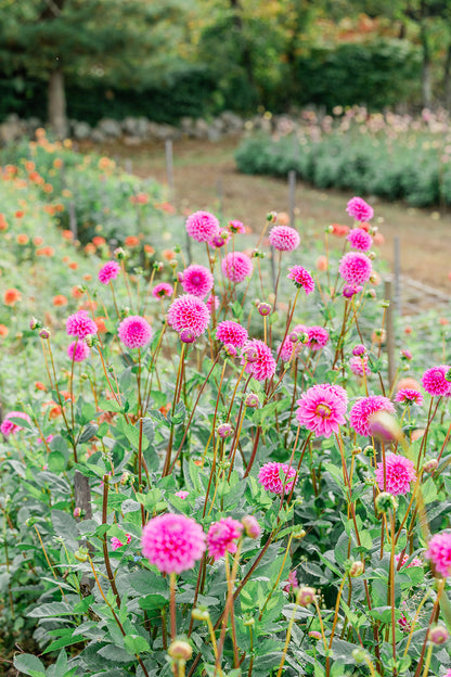 Cut Your Own Dahlias