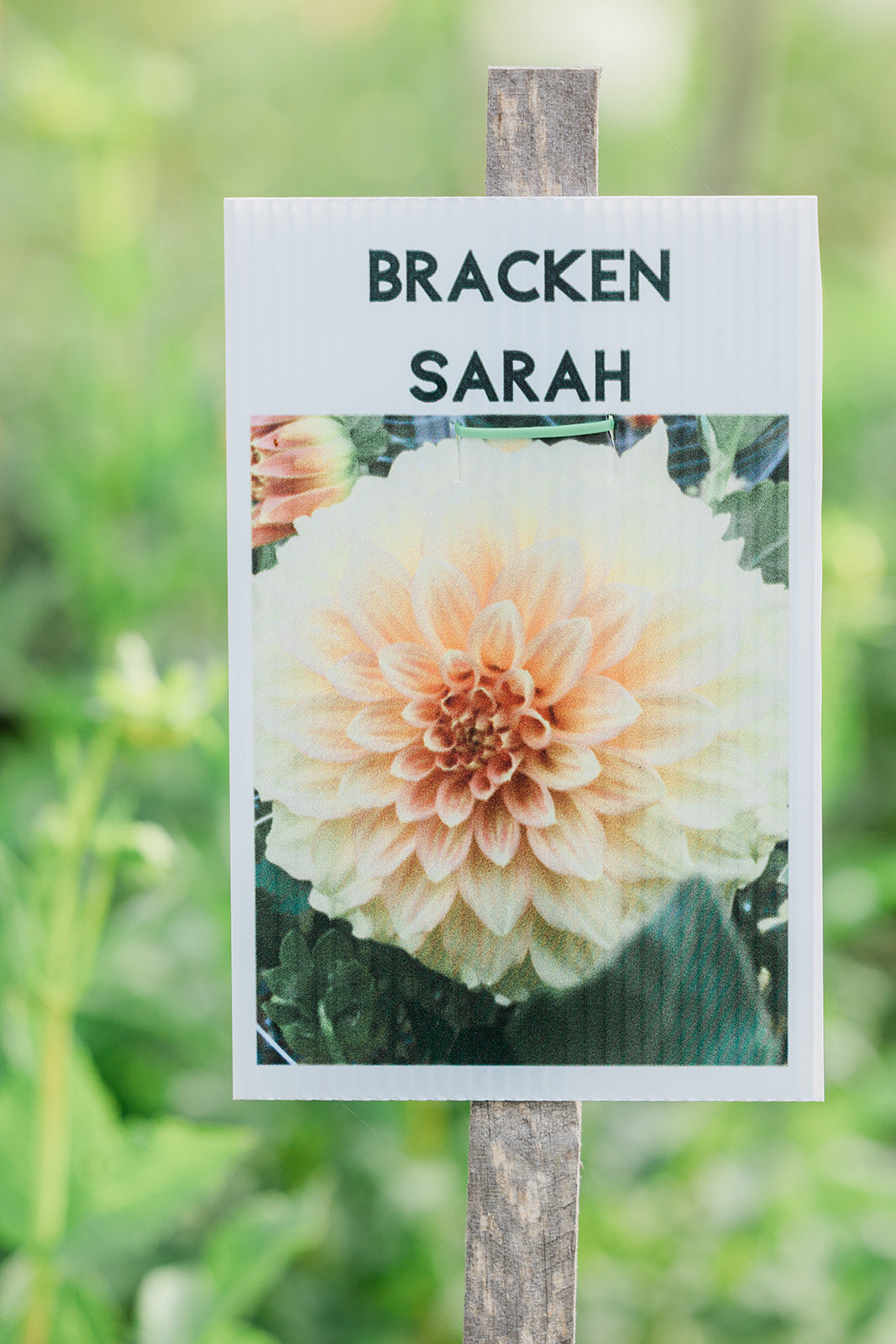 Cut Your Own Dahlias