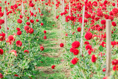 Cut Your Own Dahlias