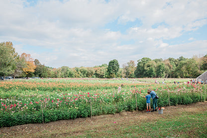 Cut Your Own Dahlias