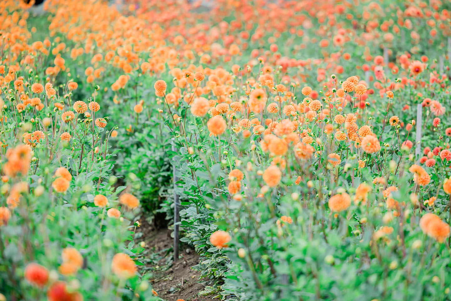 Cut Your Own Dahlias