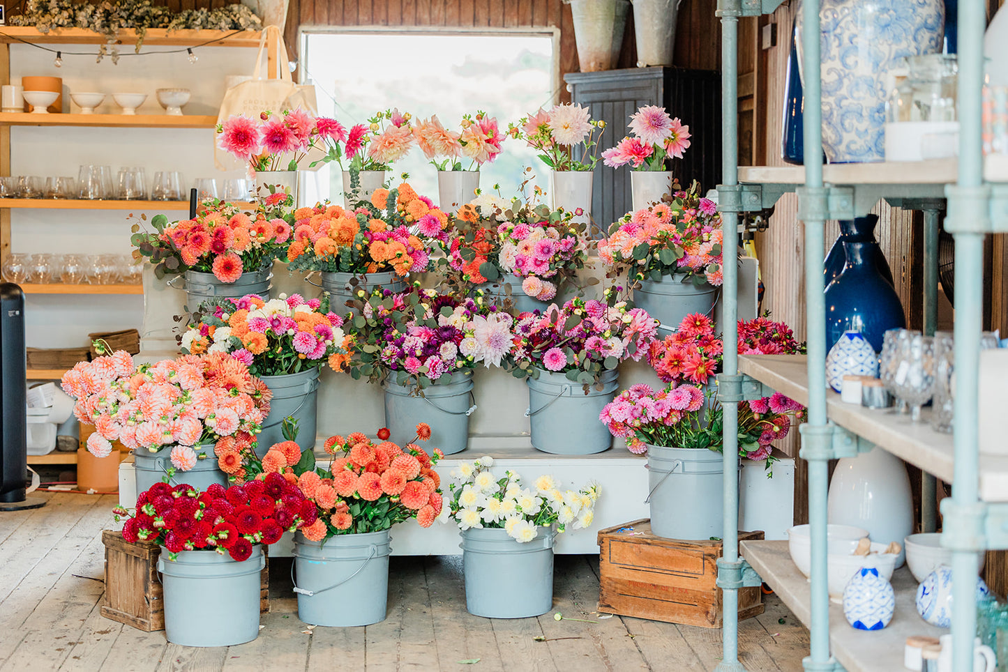 Cut Your Own Dahlias