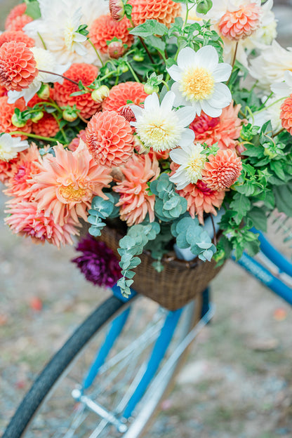 Cut Your Own Dahlias