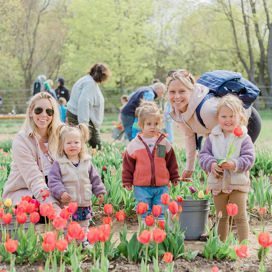 Pick Your Own Tulips