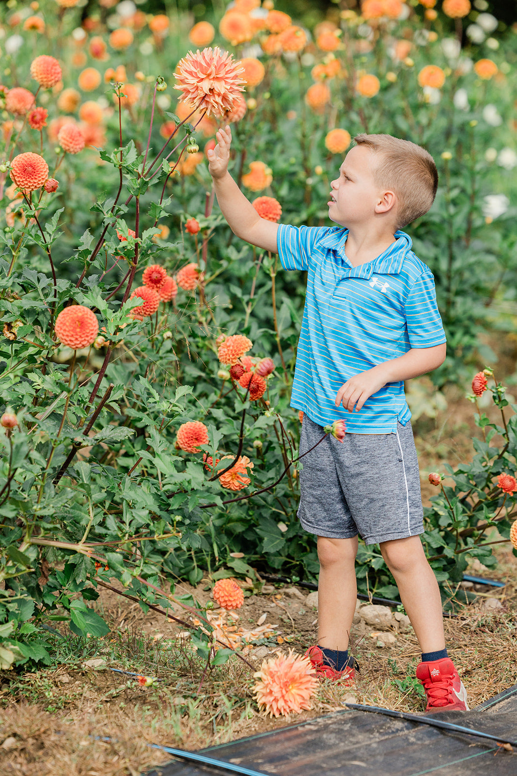Kids Day at Cross Street Dahlia Festival