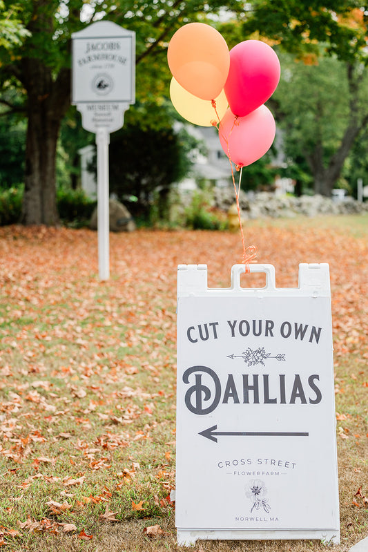 Cut Your Own Dahlias