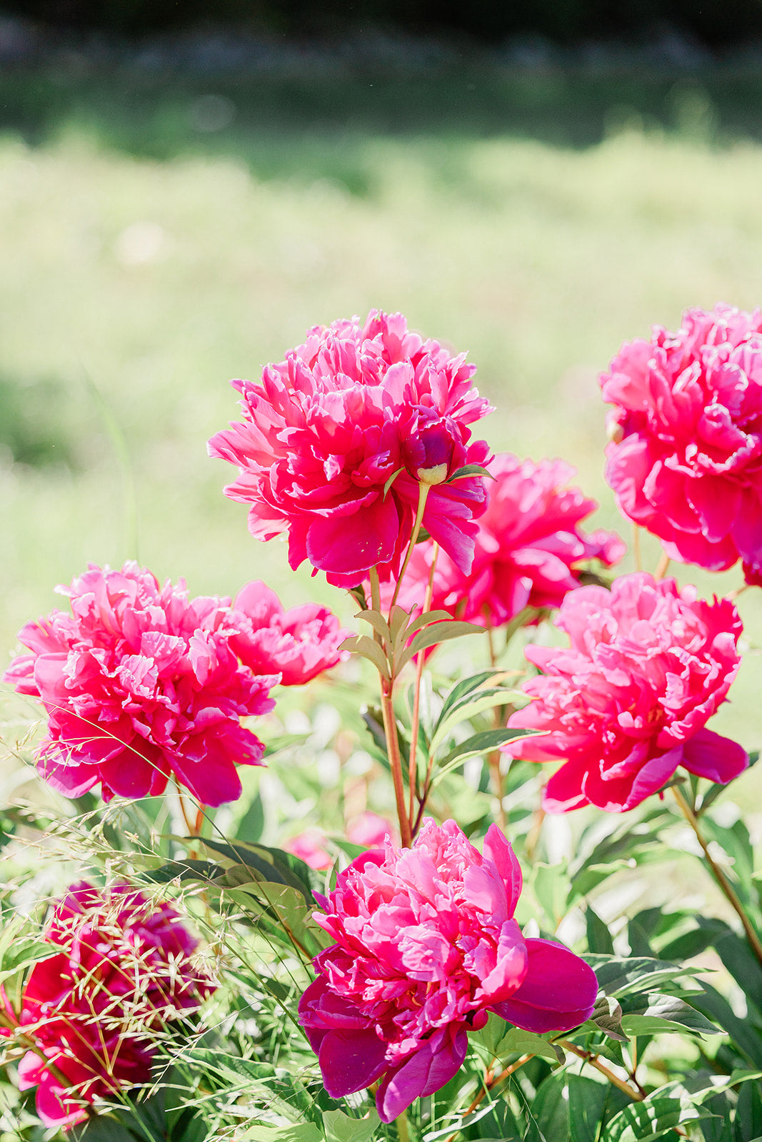Cut Your Own Peonies