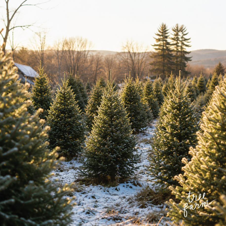 Poured Goods - Tree Farm Candle | Pine + Amber