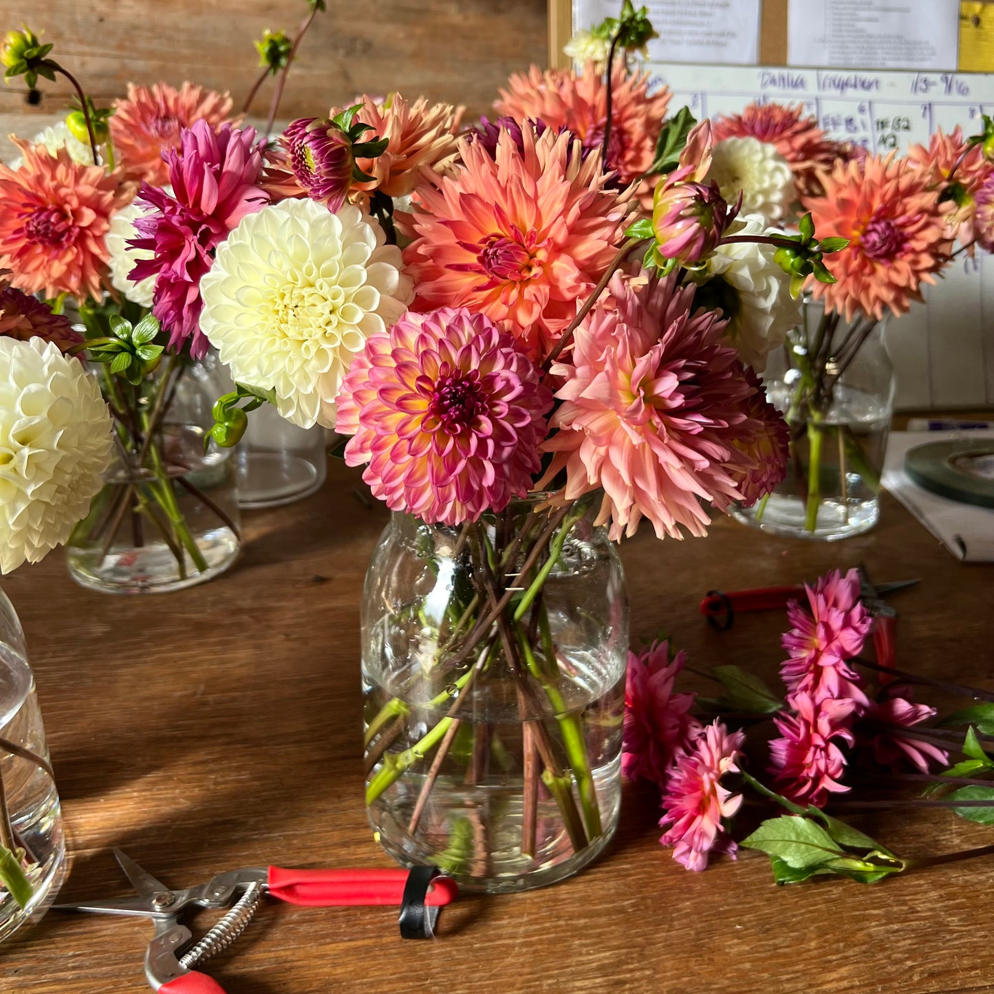 Jewel Tones Dahlia Tuber Collection