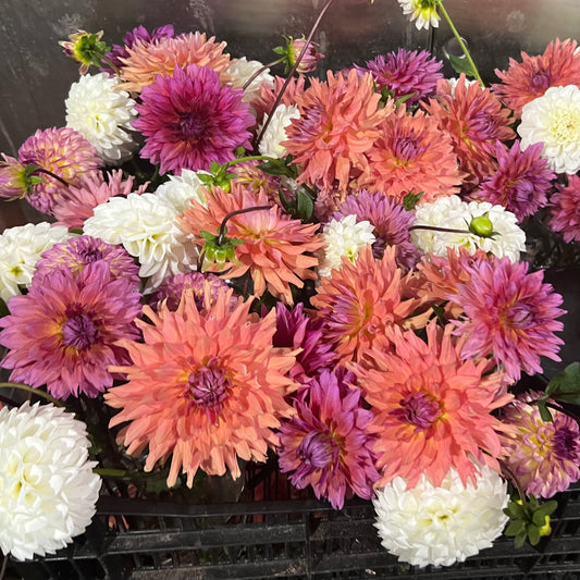 Jewel Tones Dahlia Tuber Collection