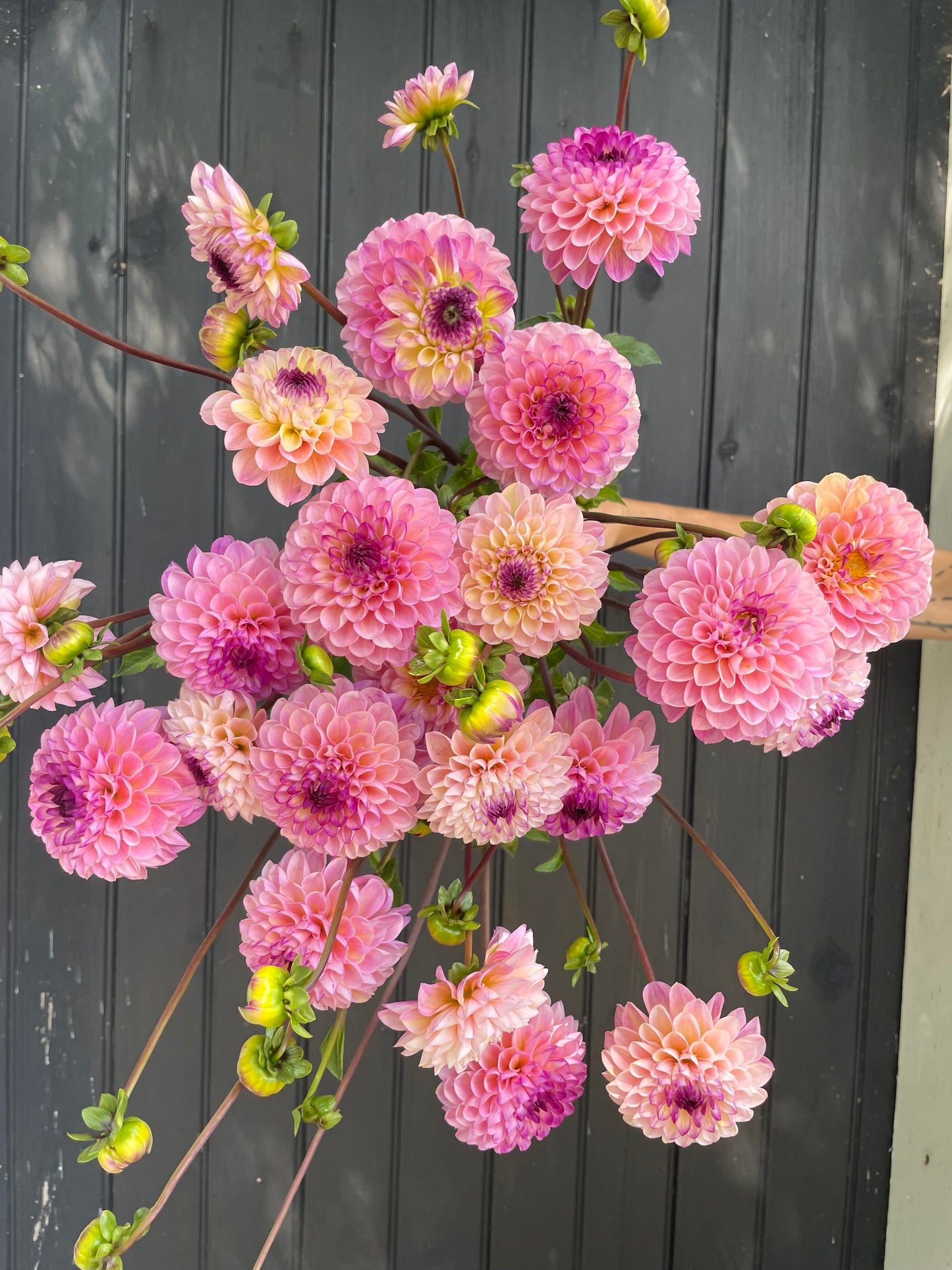 Jewel Tones Dahlia Tuber Collection