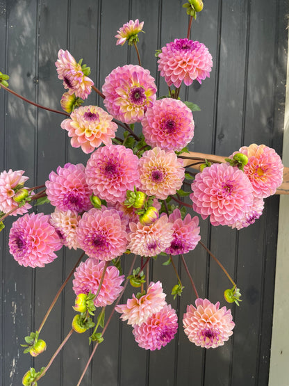 Jewel Tones Dahlia Tuber Collection