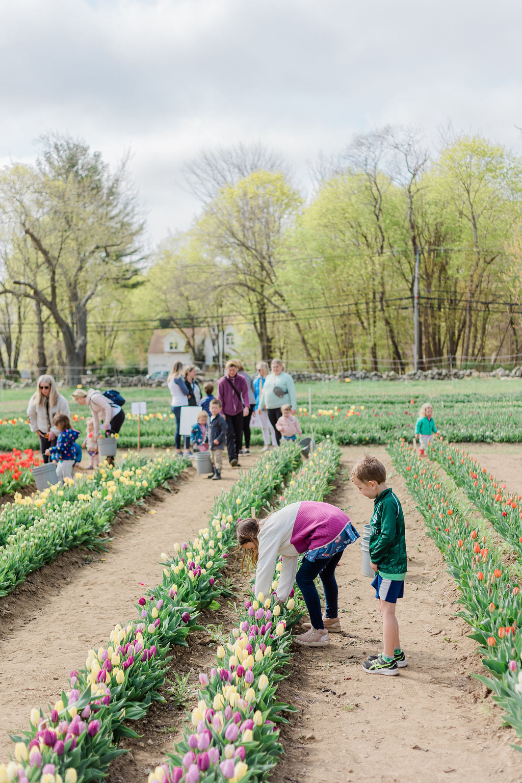 Pick Your Own Tulips