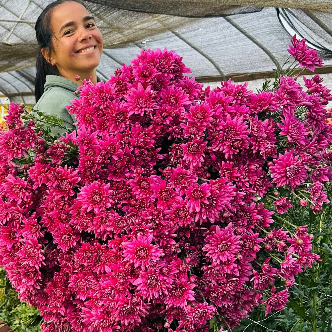Chrysanthemum (Mum) Bunch