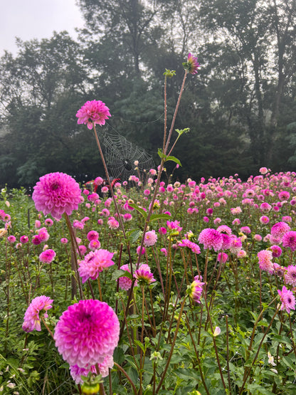 Jewel Tones Dahlia Tuber Collection