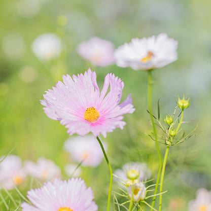 Cut Your Own Bouquet - August