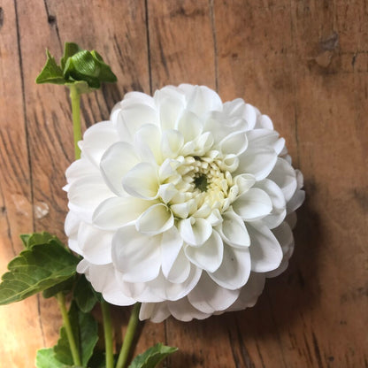 Jewel Tones Dahlia Tuber Collection
