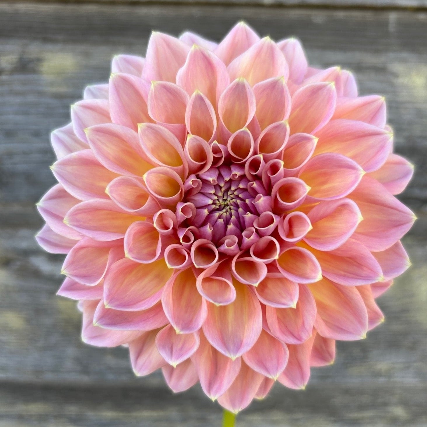 Castle Drive Dahlia Cross Street Flower Farm