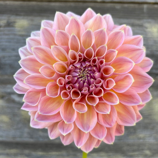 Castle Drive Dahlia Cross Street Flower Farm