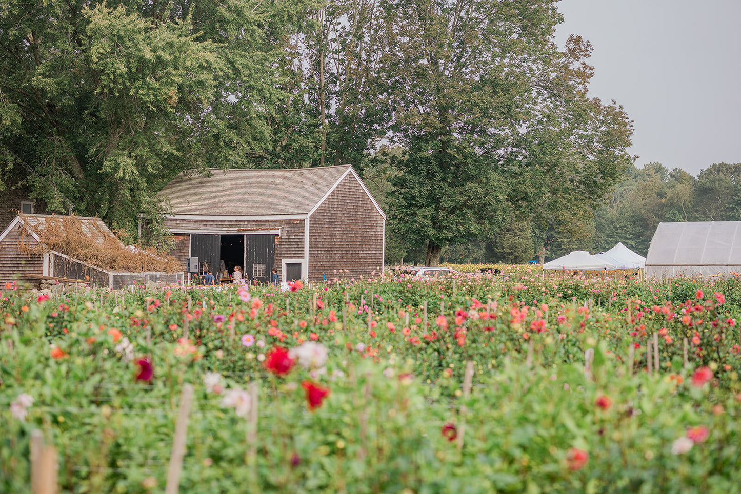 Sip & Snip: Celebrating 300 Years of Jacob's Farm, a Fundraiser