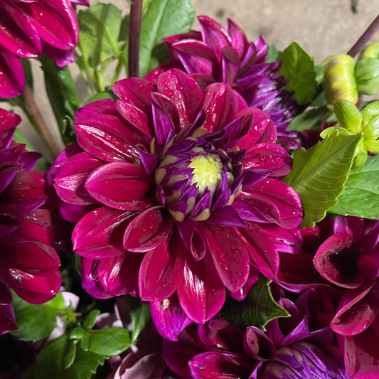 Diva Dahlia Cross Street Flower Farm