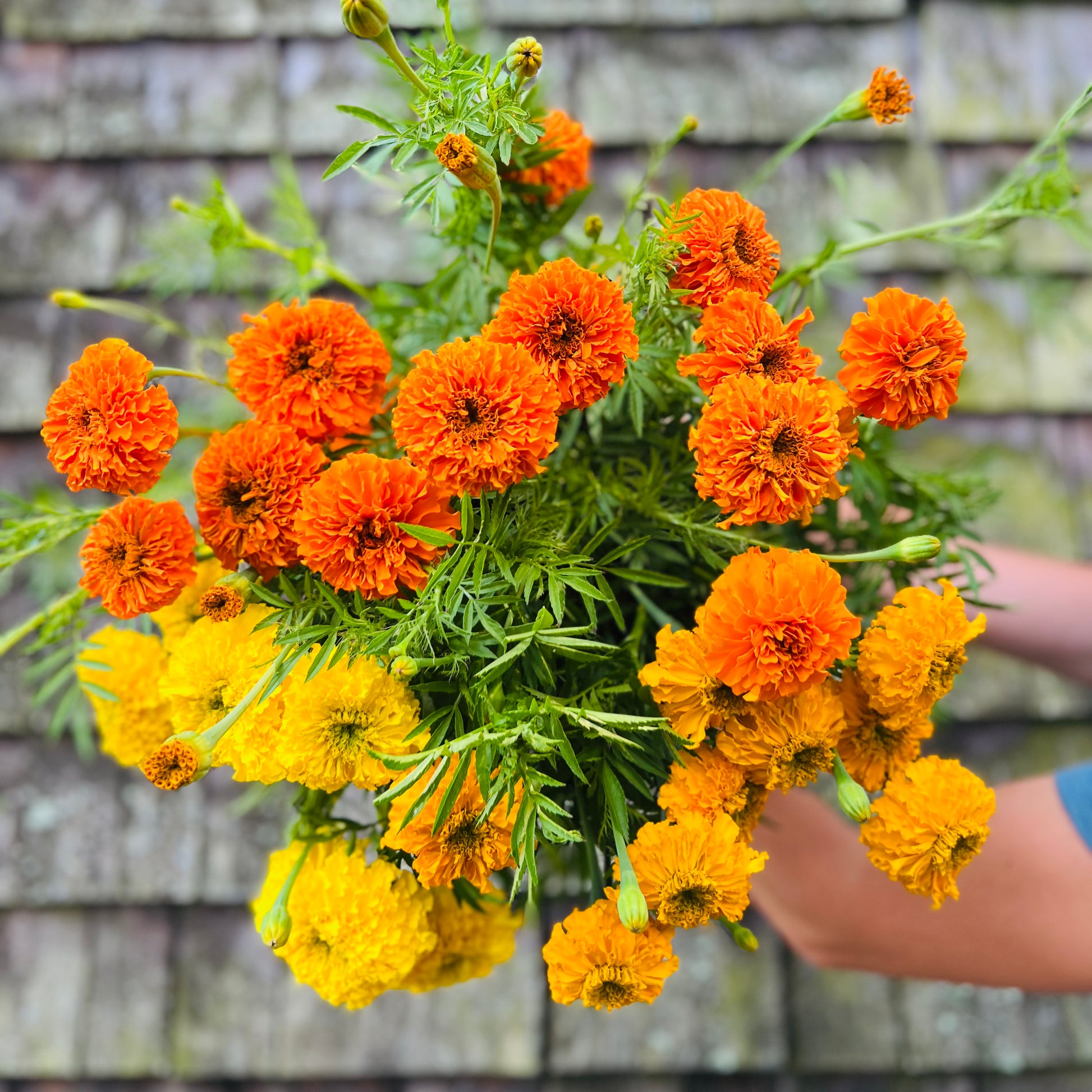 High Summer Cutting Garden Kit – Cross Street Flower Farm