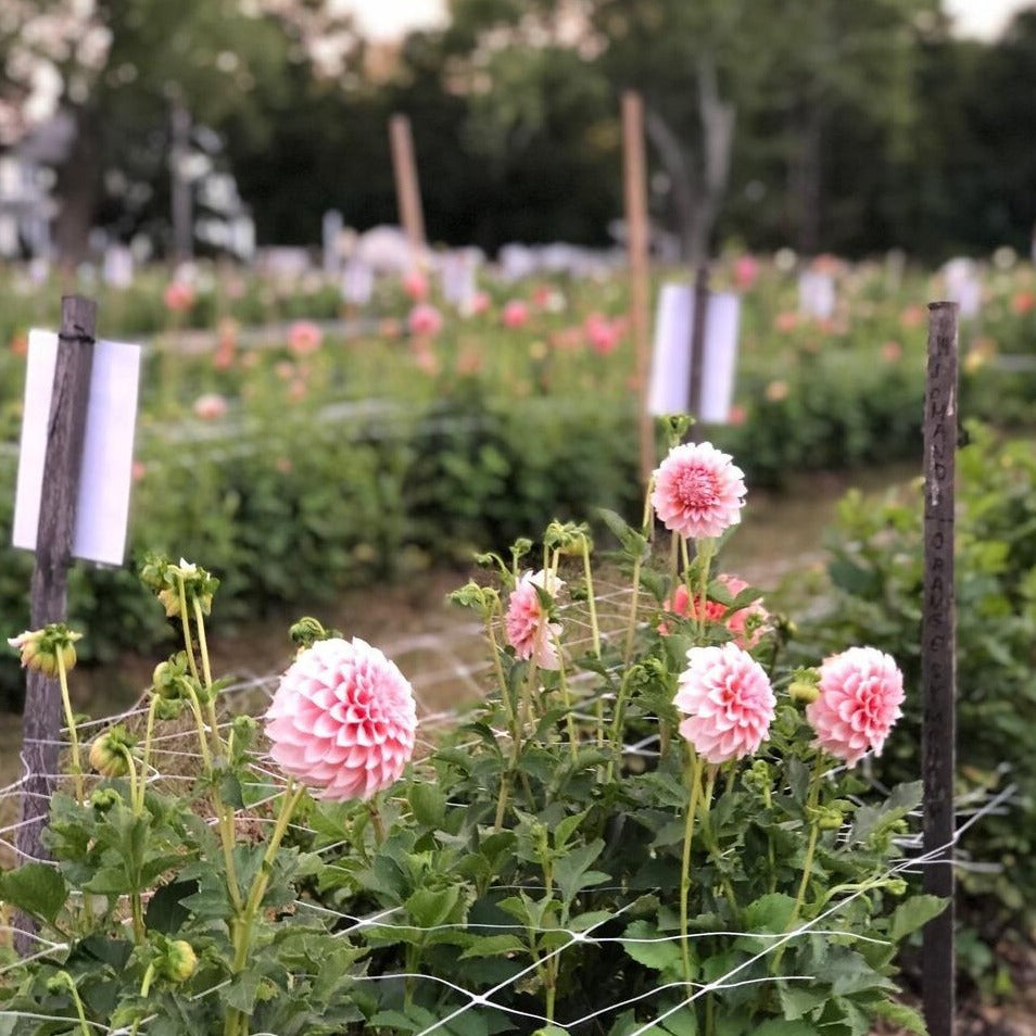 Cut Your Own Dahlias