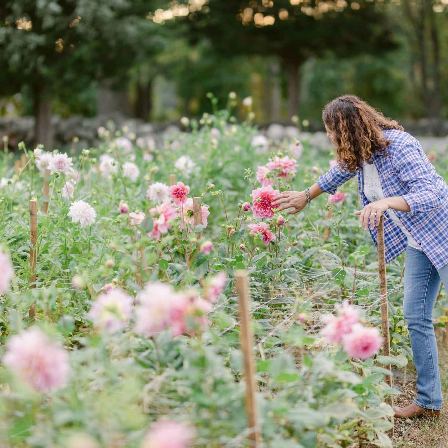 Cut Your Own Dahlias