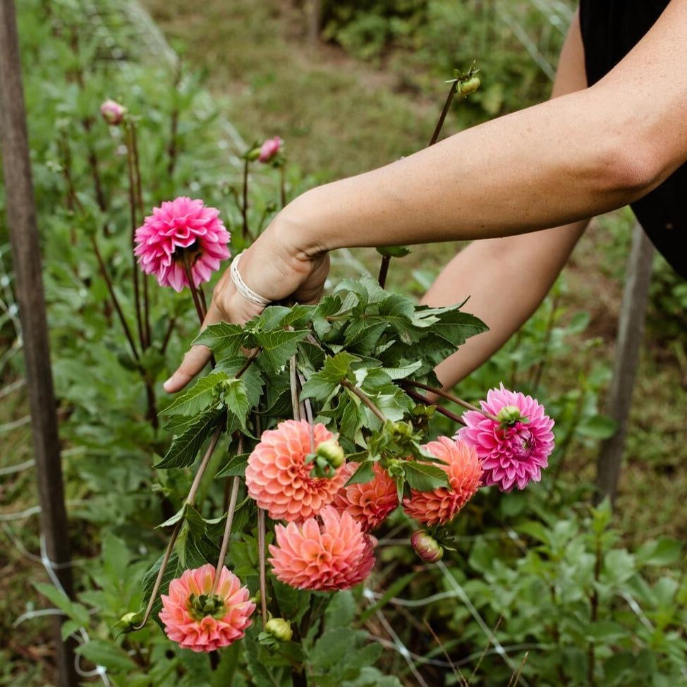 Cut Your Own Dahlias