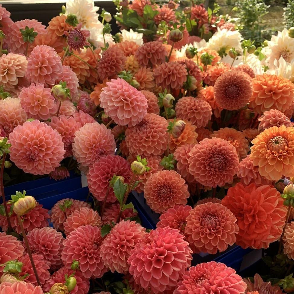 Cut Your Own Dahlias