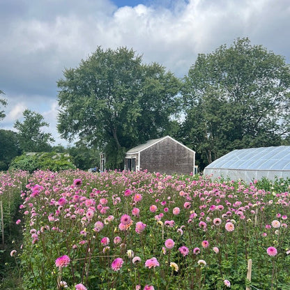 Cut Your Own Dahlias