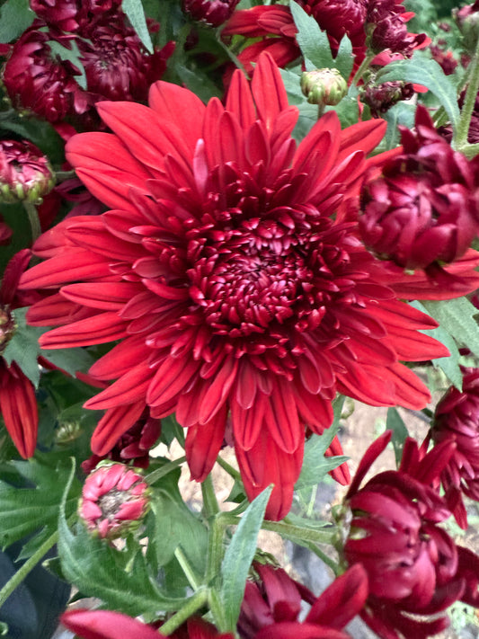 Chrysanthemum (Mum) Bunch