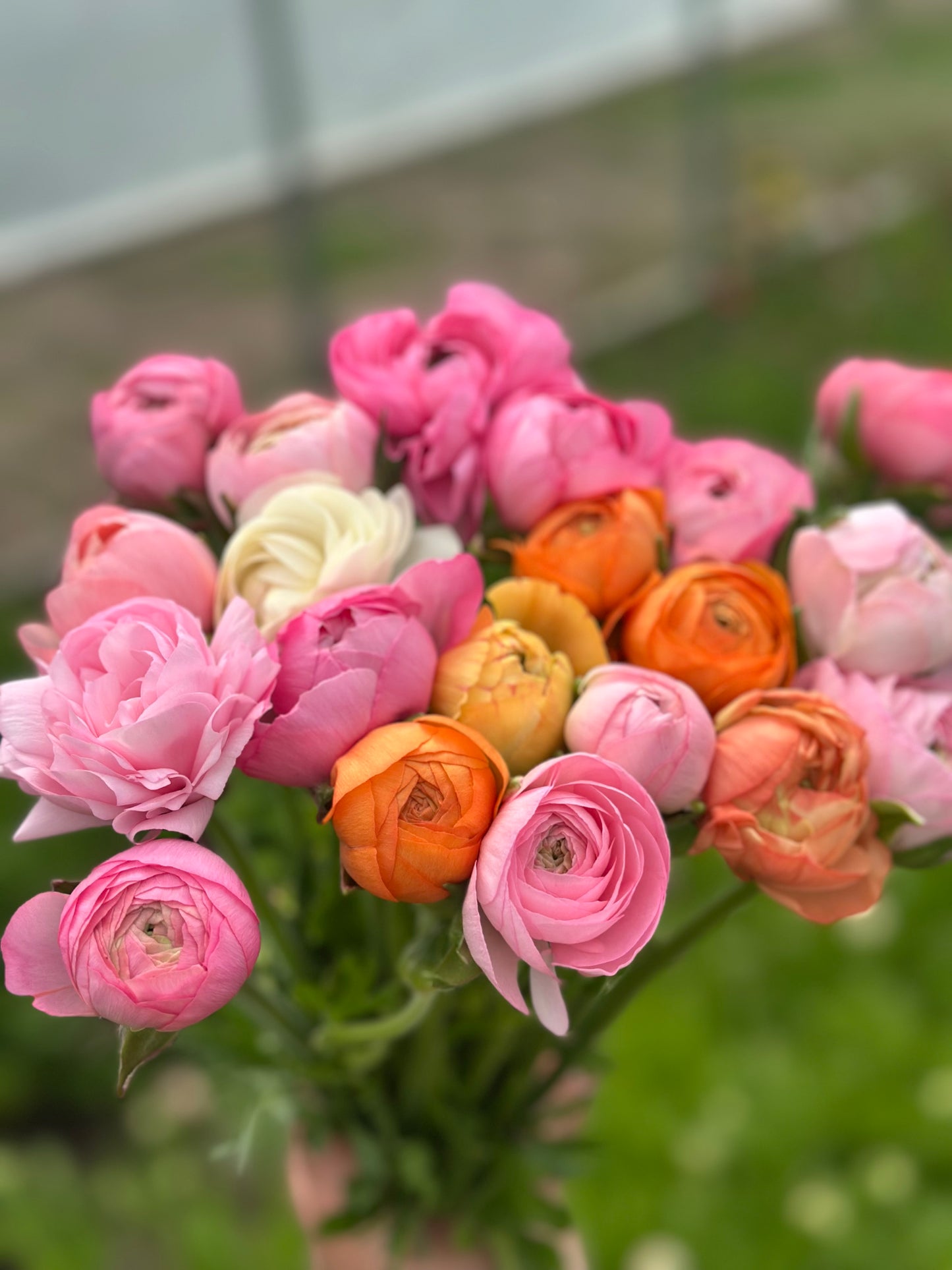 CSA Spring Flower Share