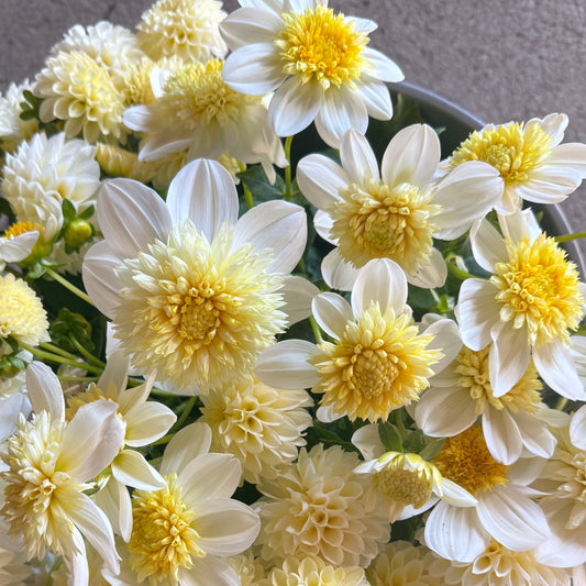 Platinum Blonde Dahlia Tuber