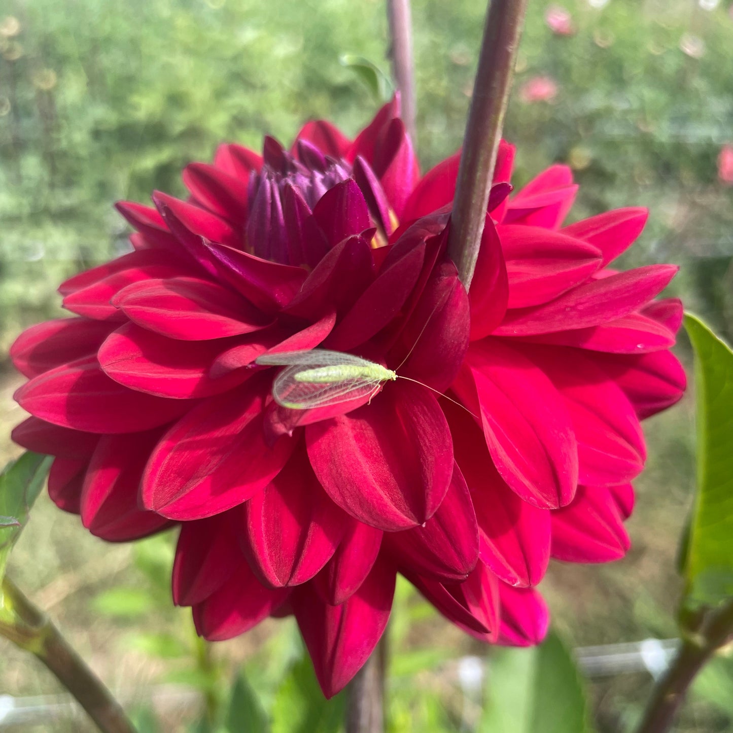 Diva Dahlia Tuber