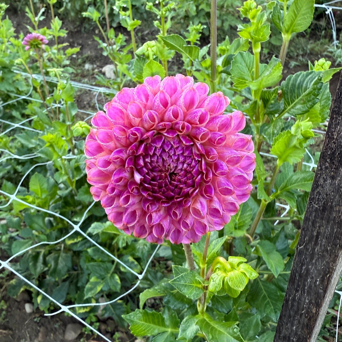 Isabel Dahlia Cross Street Flower Farm