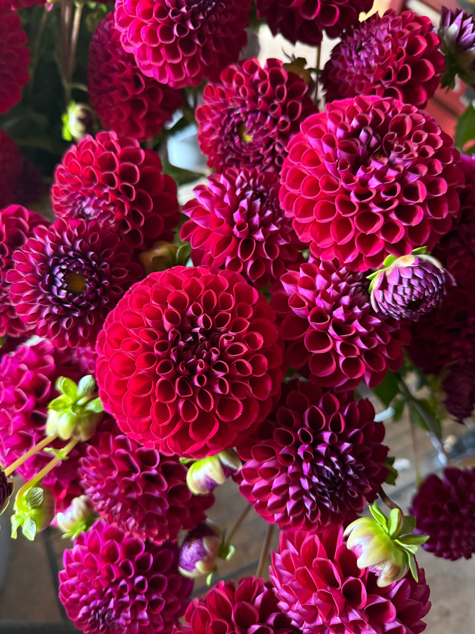 Ivanetti Dahlia Cross Street Flower Farm