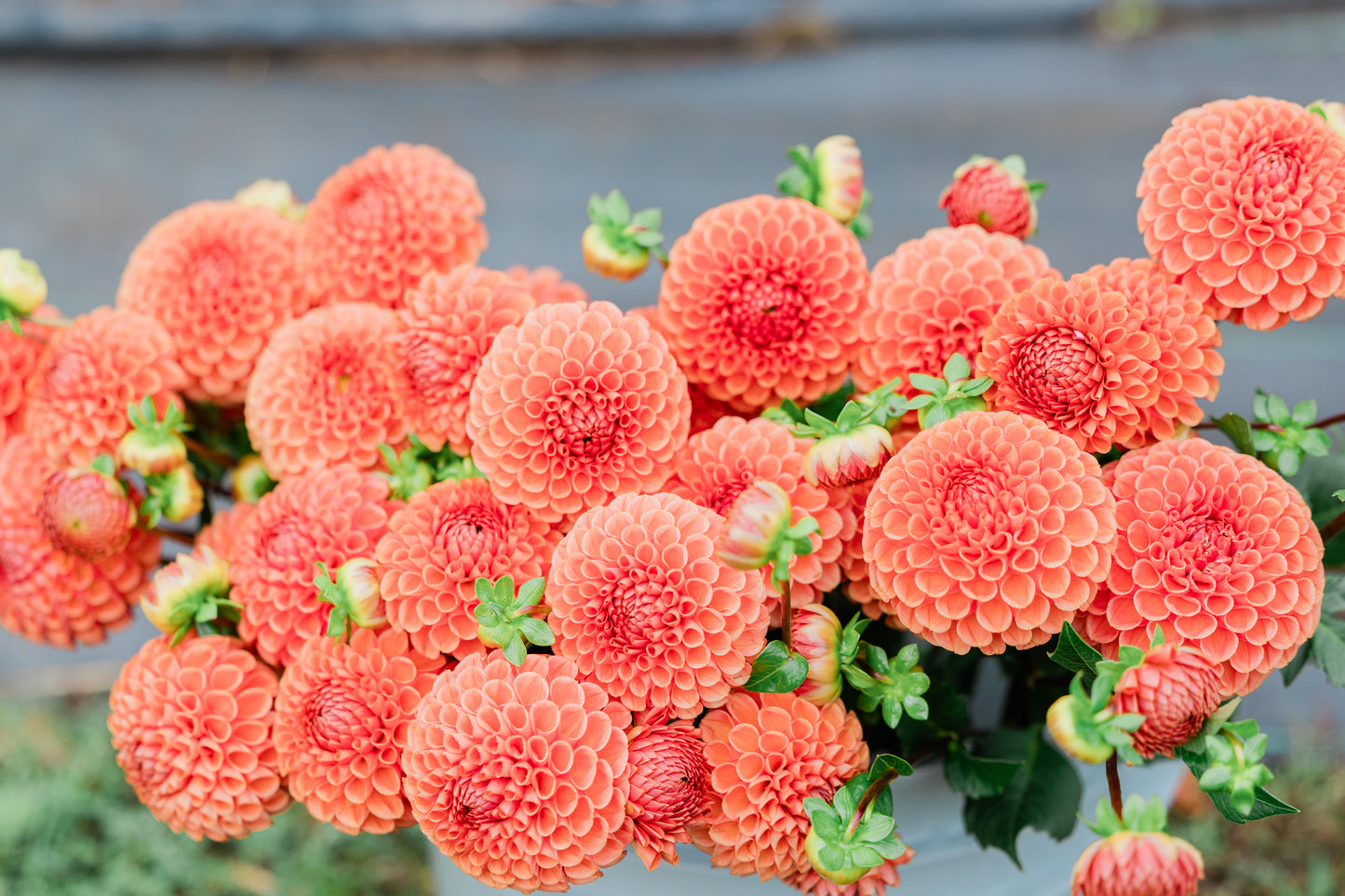 Grow Your Own Dahlias Workshop (Part 2)