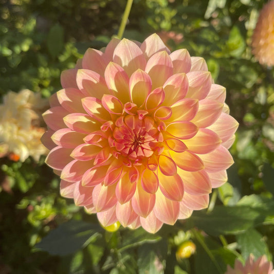Oreti Adele Dahlia Cross Street Flower Farm