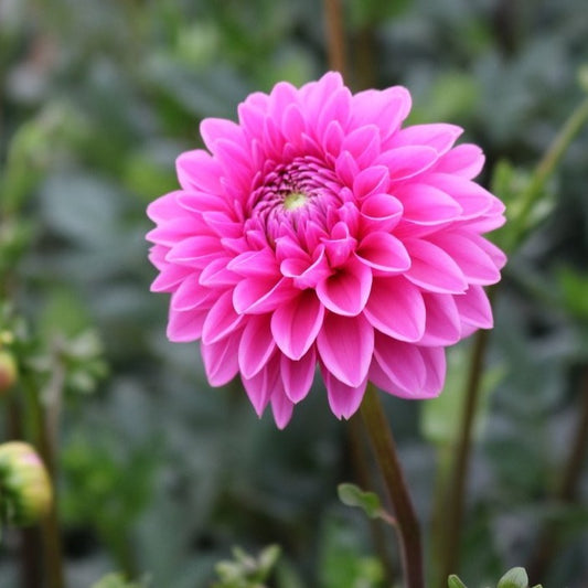 Pink Sylvia Dahlia Cross Street Flower Farm