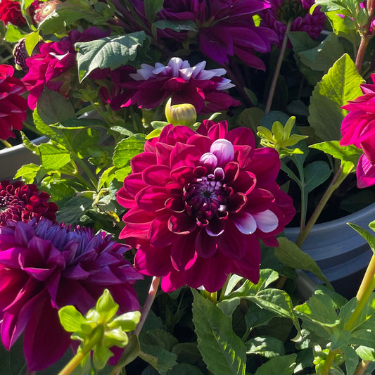 Ryan C Dahlia Cross Street Flower Farm