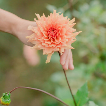 Jewel Tones Dahlia Tuber Collection
