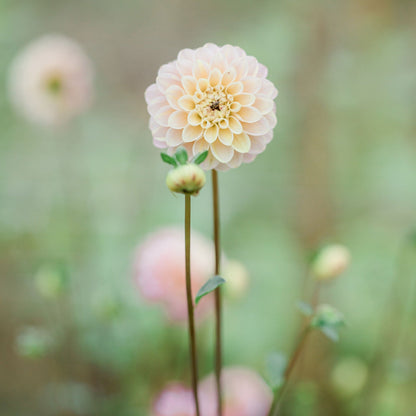 Jewel Tones Dahlia Tuber Collection