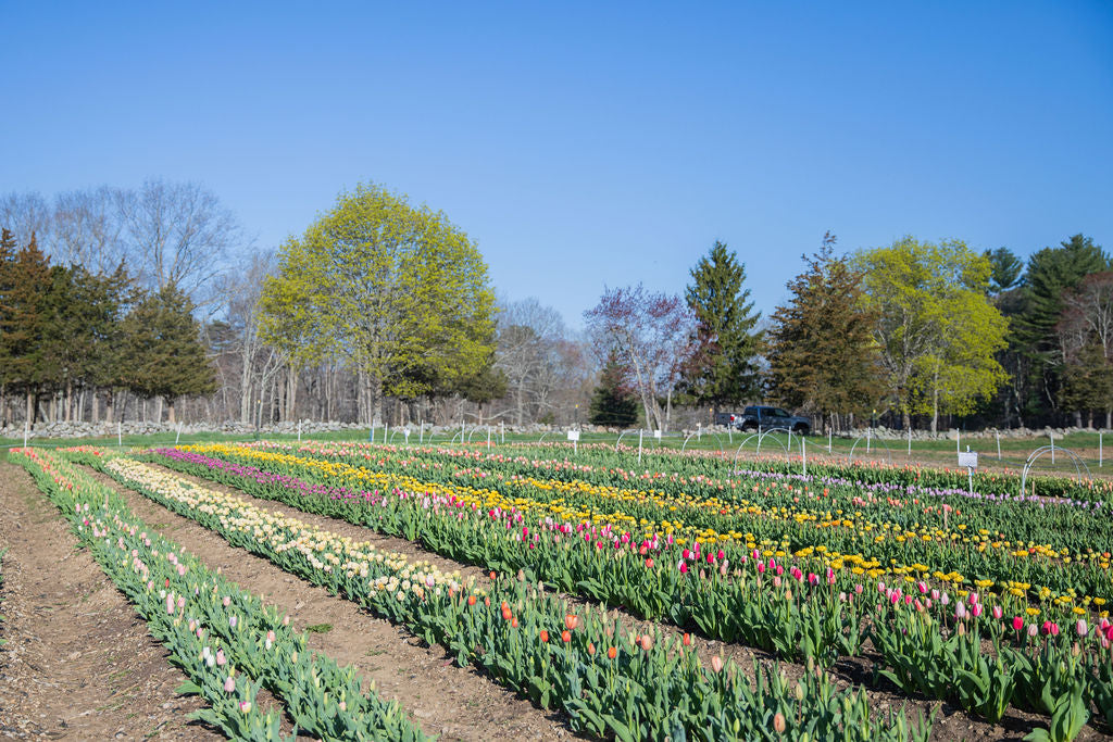 Pick Your Own Tulips