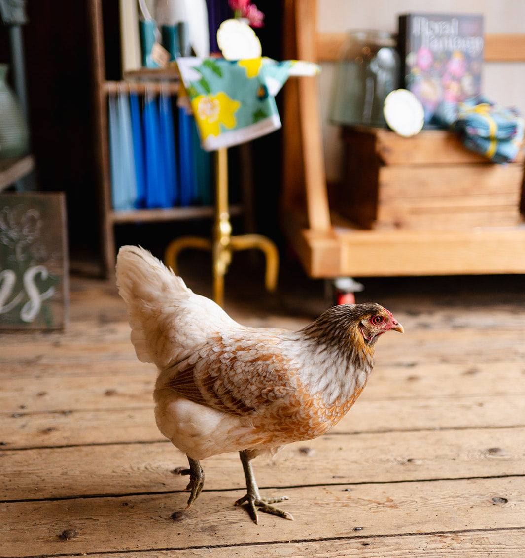 Chicken standing on a wooden floor with a blurred background