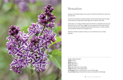 Gibbs Smith - Lilacs: Beautiful Varieties for Home & Garden