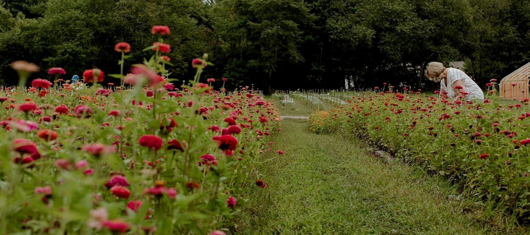 Job Opportunities Cross Street Flower Farm